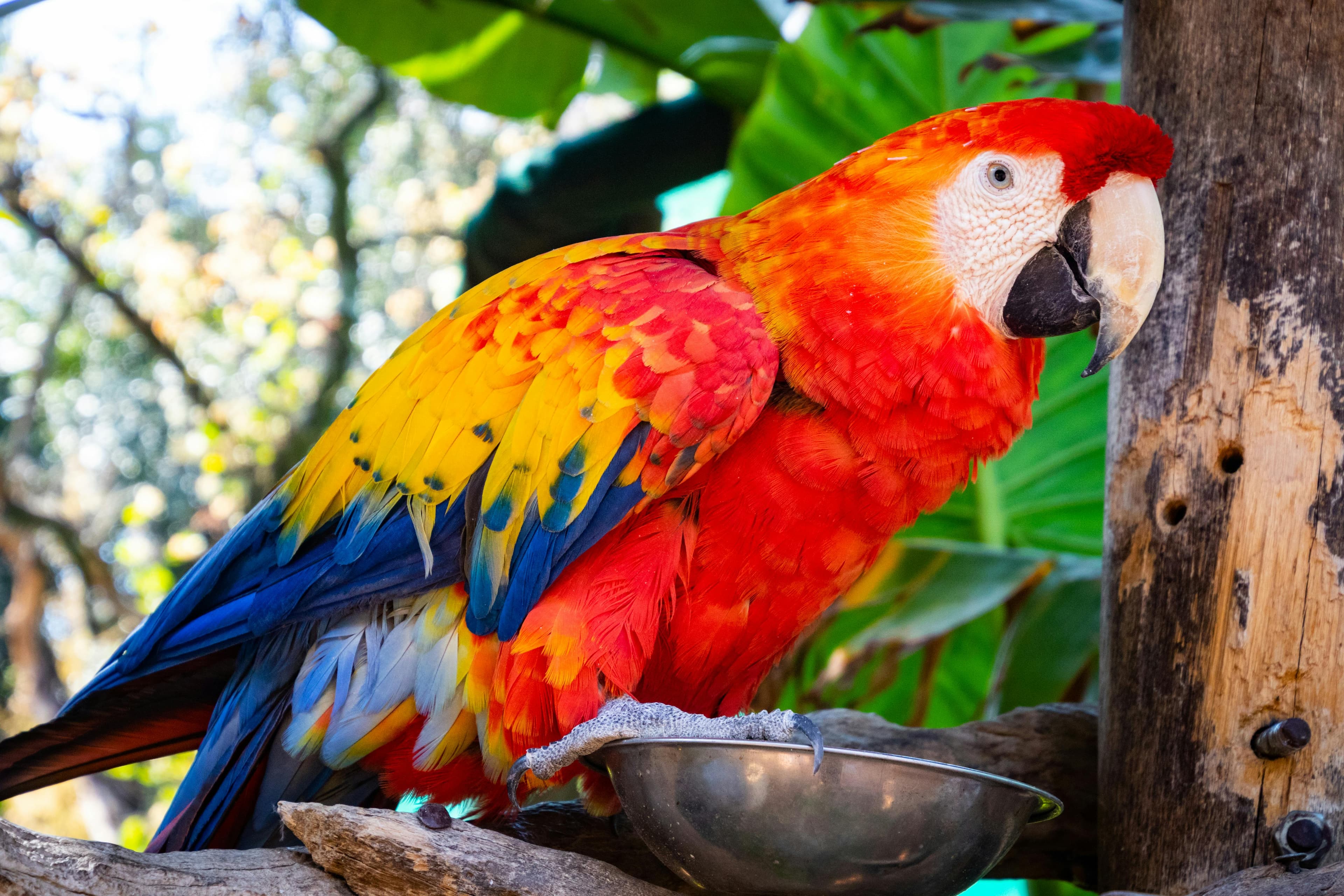 Complete Guide to Parrot Care