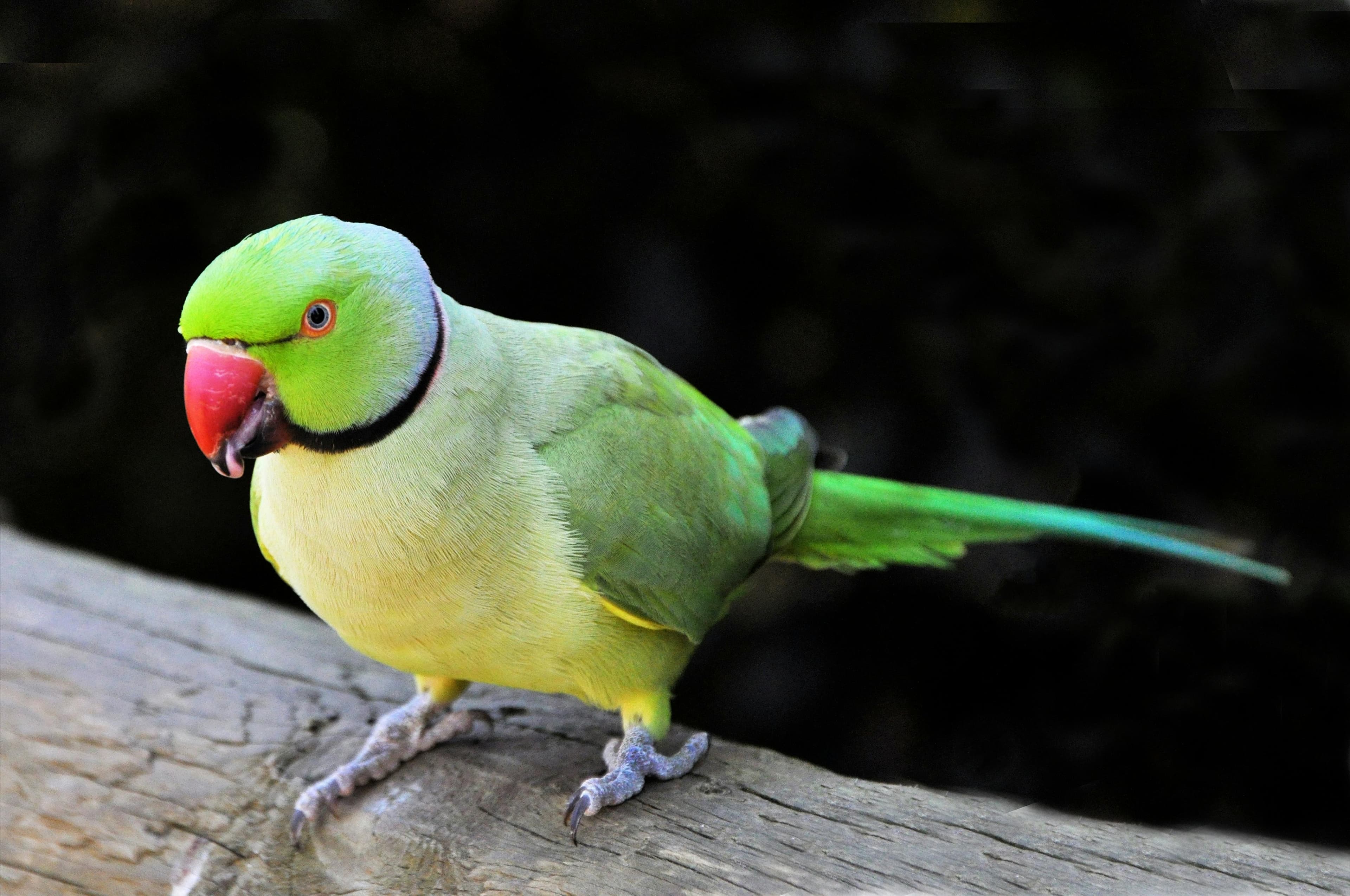 Choosing the Right Parrot for Your Family