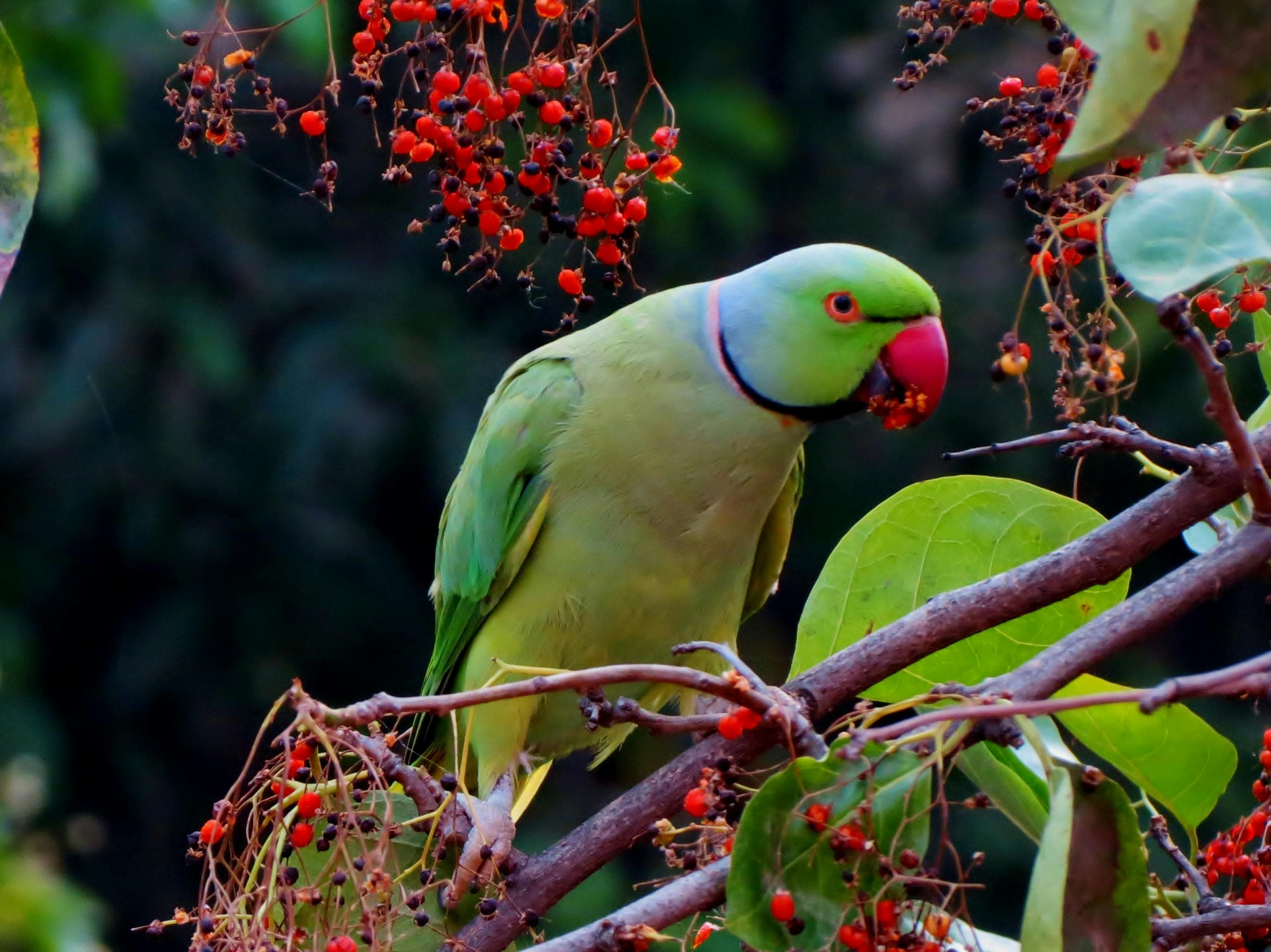Understanding Parrot Behavior and Body Language